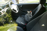  A8V5550 Cat in a car